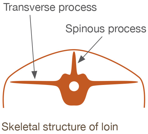 Transverse process - skeletal structure of the loin. 